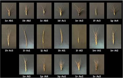 Variability in Physiological Traits Reveals Boron Toxicity Tolerance in Aegilops Species